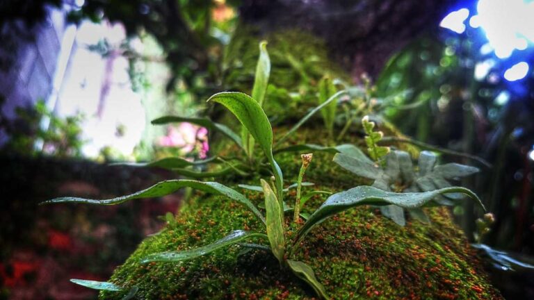 How Safe Is It To Use A Free 11Xplay Login Id And Password Shared Online?